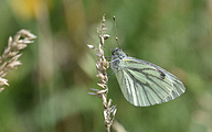 Green-veined White (Pieris napi)